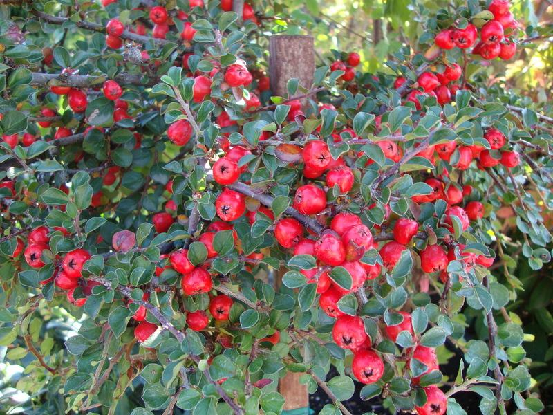 Photo of Cranberry Cotoneaster (Cotoneaster apiculatus) uploaded by Paul2032