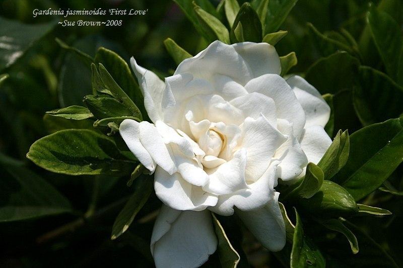 Gardenias Plant Care and Collection of Varieties