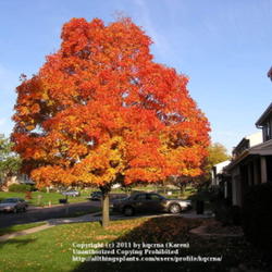 Location: Cincinnati, Ohio
Date: October 2009
Sugar maple fall color