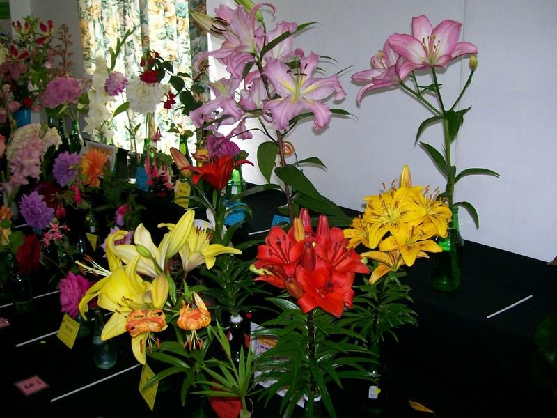 Photo of Lilies (Lilium) uploaded by gwhizz