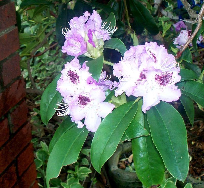Photo of Rhododendrons (Rhododendron) uploaded by Sharon