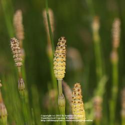 Location: Nature Reserve Gent, Belgium
Date: 2011-05-14
Fertile stems with spores..