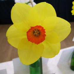 Location: Claremont Daffodil Show-Tasmania
Date: sept
small cup