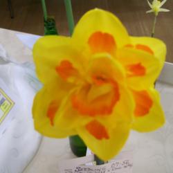 Location: Claremont Daffodil Show
Date: sept
Glenbrook Champion Double