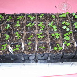 Location: Cincinnati, Ohio
Date: 2011
Impatiens walleriana seedlings
