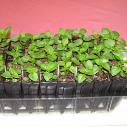 Location: Cincinnati, Ohio
Date: Spring 2011
Impatiens walleriana seedlings