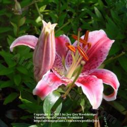 Location: Kalama, Wa
Date: 2010-08-04
Oriental Lily