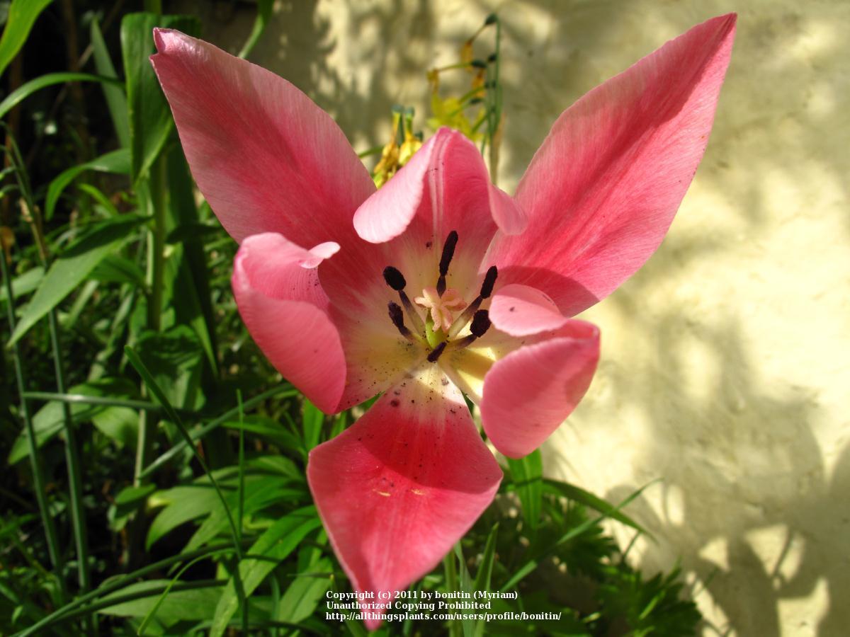 Photo of Tulips (Tulipa) uploaded by bonitin