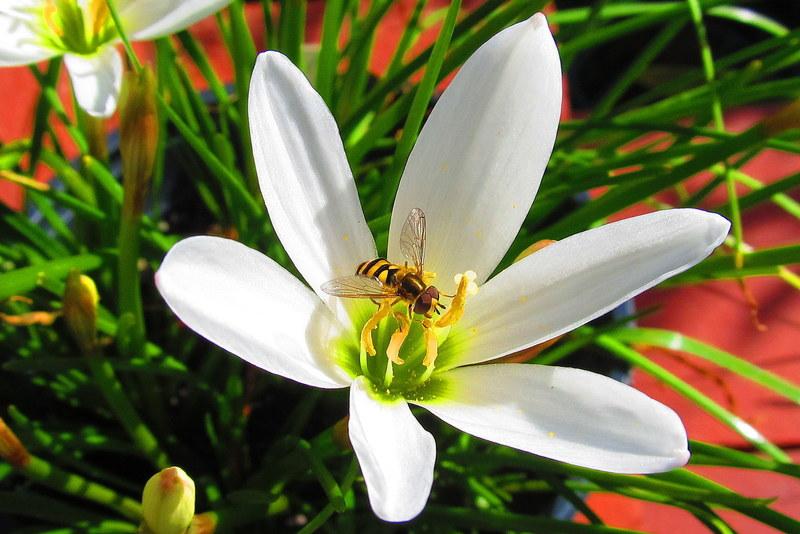 Photo of Rain Lily (Zephyranthes candida) uploaded by jmorth
