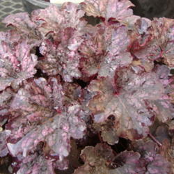 Location: At a Utah Nursery
Date: 2011-10-27
Plant is much darker than this picture