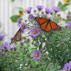 Location: central Illinois
Date: 2010-09-18
Monarch magnet in September