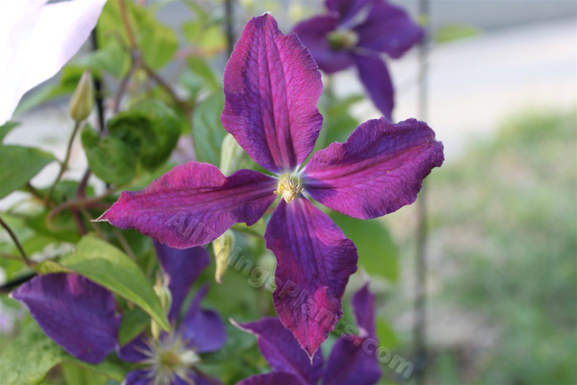 Photo of Clematis uploaded by Shelly