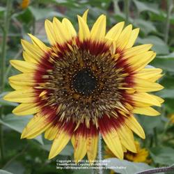 Location: My Garden, Arvada, Colorado
Date: July
Sunflower - variety Tiger's Eye Mix from Seeds of Change