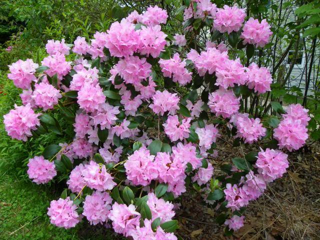 Photo of Rhododendrons (Rhododendron) uploaded by Newyorkrita