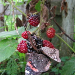 Location: Indiana  Zone 5
Date: 2010-08-08
the fruit is very attractive to the fruit eating butterflies