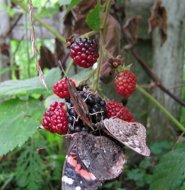 Photo of Thornless Blackberry (Rubus 'Navaho') uploaded by gardengus