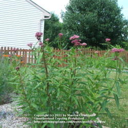Location: My garden in Kentucky
Date: 2006-06-13