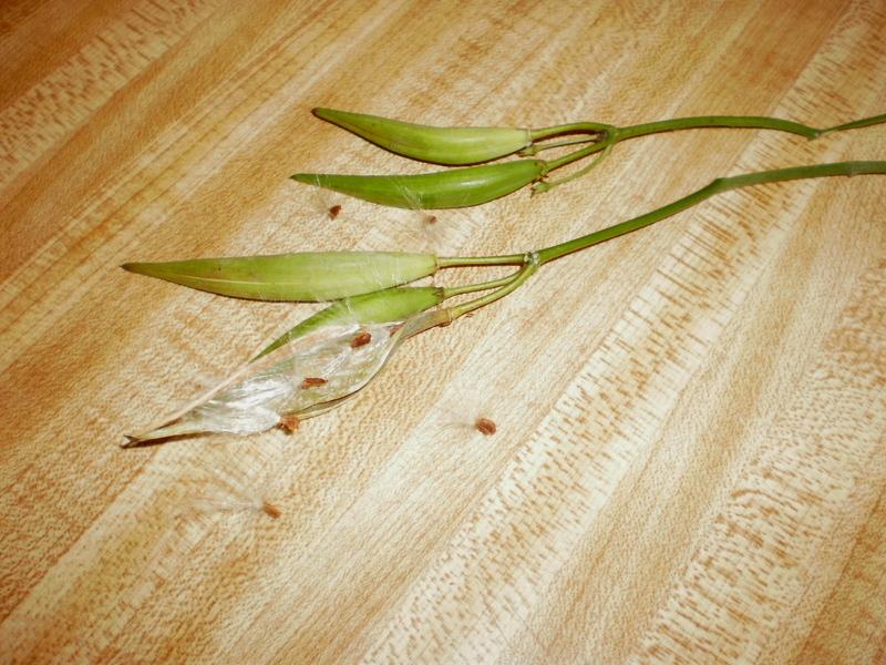 Photo of Tropical Milkweed (Asclepias curassavica) uploaded by SongofJoy