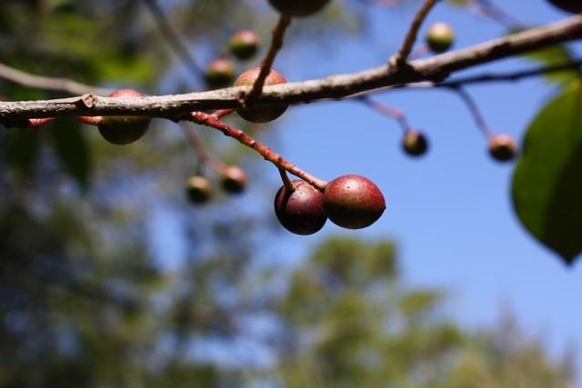 Photo of Carolina Laurel Cherry (Prunus caroliniana) uploaded by gingin