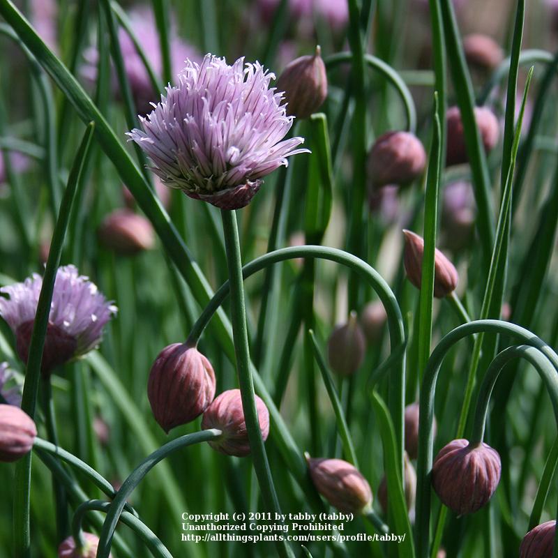 Chives Plant Care and Collection of Varieties