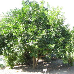 Location: San Diego Botanic Garden
Date: 2011-10-31
Unique Fruit -- C. reticulata x C. aurantiacum