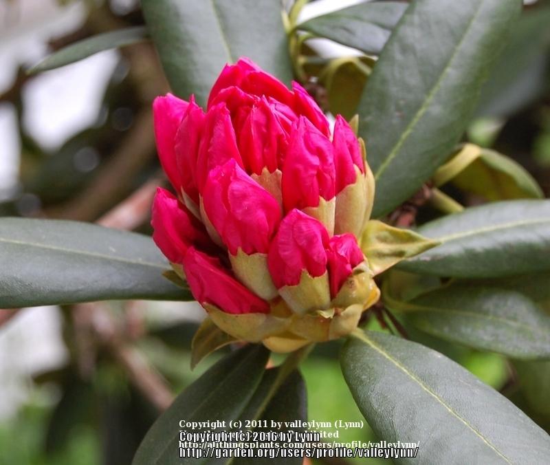 Photo of Rhododendrons (Rhododendron) uploaded by valleylynn
