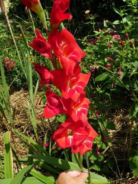 Photo of Gladiola (Gladiolus) uploaded by Newyorkrita
