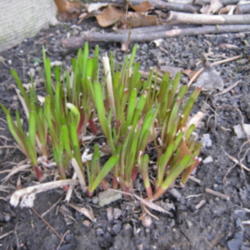 Location: Indiana  Zone 5
Date: 2011-03-18
early spring growth