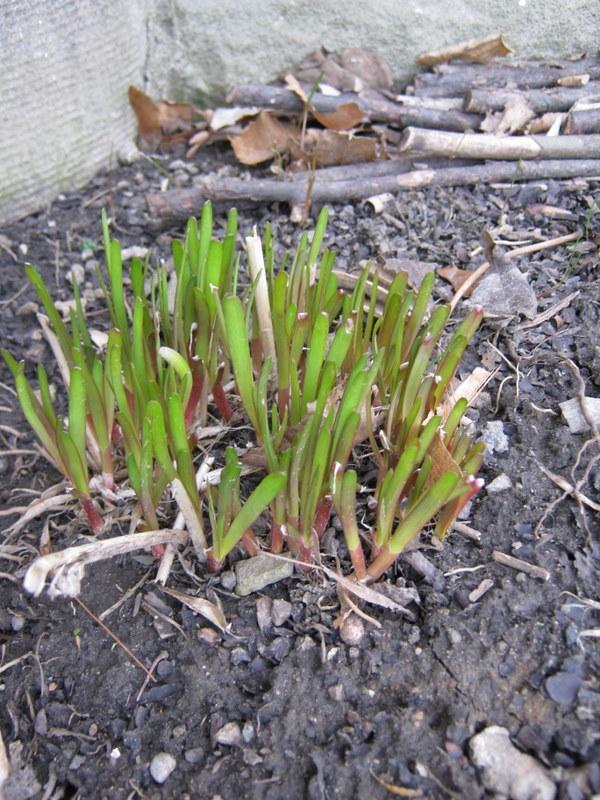 Photo of Garlic Chives (Allium tuberosum) uploaded by gardengus