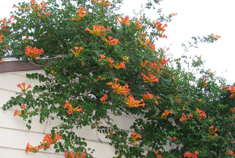 Photo of Trumpet Vine (Campsis radicans) uploaded by jmorth