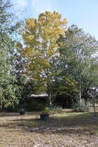 Photo of American Sycamore (Platanus occidentalis) uploaded by gingin