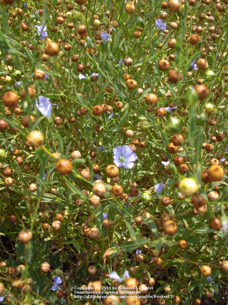 Photo of Blue Flax (Linum perenne) uploaded by BookerC1
