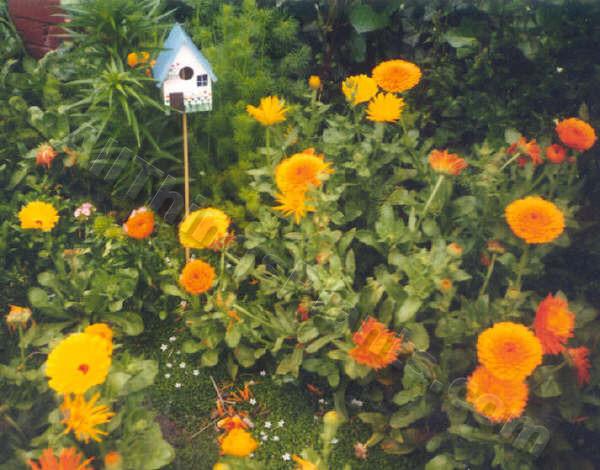 Photo of Pot Marigold (Calendula officinalis) uploaded by Joy