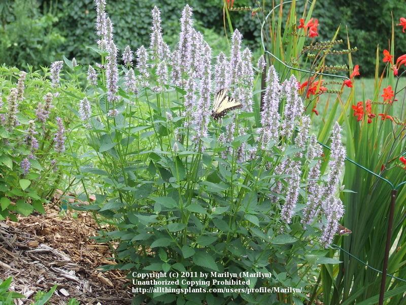 Photo of Anise Hyssop (Agastache 'Blue Fortune') uploaded by Marilyn