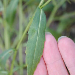 Location: My Northeastern Indiana Gardens - Zone 5b
Date: 2011-11-02
Close-up of leaf.