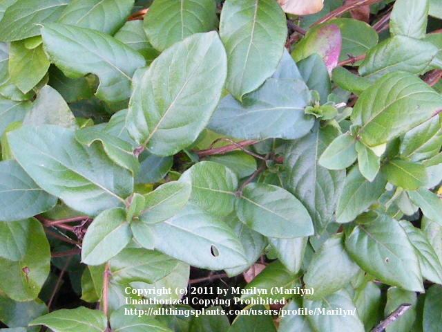 Photo of Japanese Honeysuckle (Lonicera japonica) uploaded by Marilyn