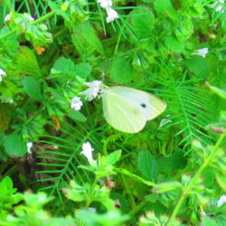 Location: central Illinois
Date: 2011-08-18
w/ Cabbage White butterfly