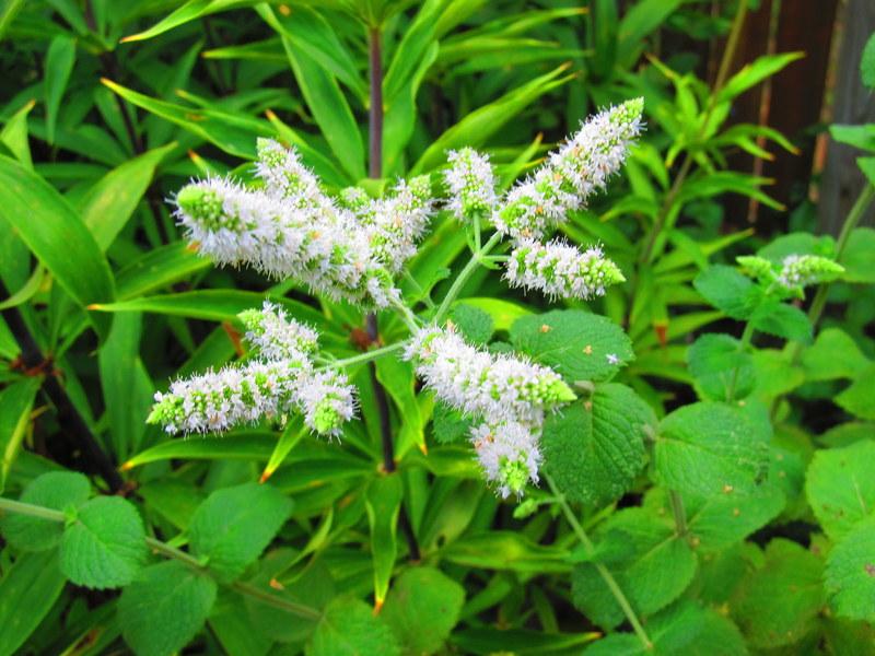 Photo of Spearmint (Mentha spicata) uploaded by jmorth