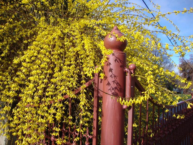 Photo of Forsythia uploaded by Paul2032