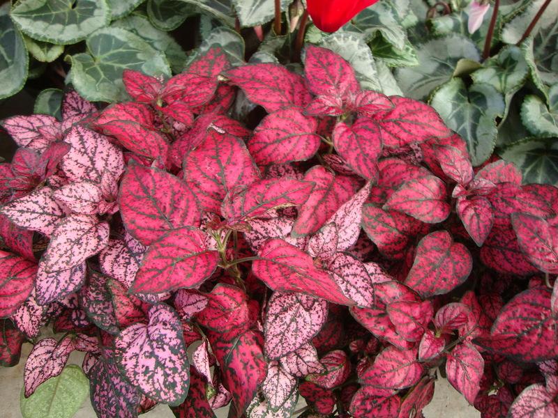 Photo of Polka-Dot Plant (Hypoestes phyllostachya Splash Select™ Red) uploaded by Paul2032