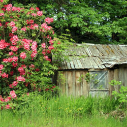 Location: Near an old homestead in B.C. Canada
Date: 2010-06-04