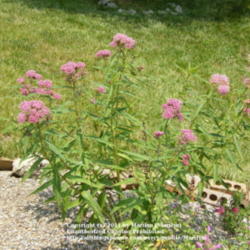 Location: My garden in Kentucky
Date: 2008-06-21