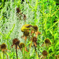 Location: central Illinois
Date: 2011-08-16
Goldfinch