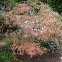 Location: My garden in Bakersfield, CA
Date: Nov. 13, 2011
Crimson Queen starting to change color in November