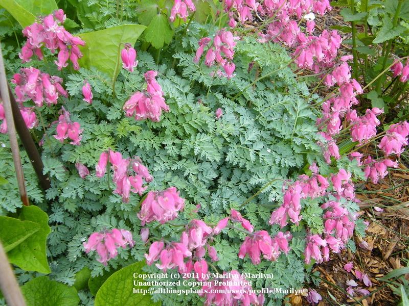 Photo of Bleeding Heart (Dicentra 'King of Hearts') uploaded by Marilyn