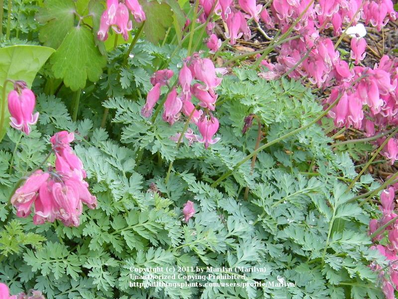 Photo of Bleeding Heart (Dicentra 'King of Hearts') uploaded by Marilyn