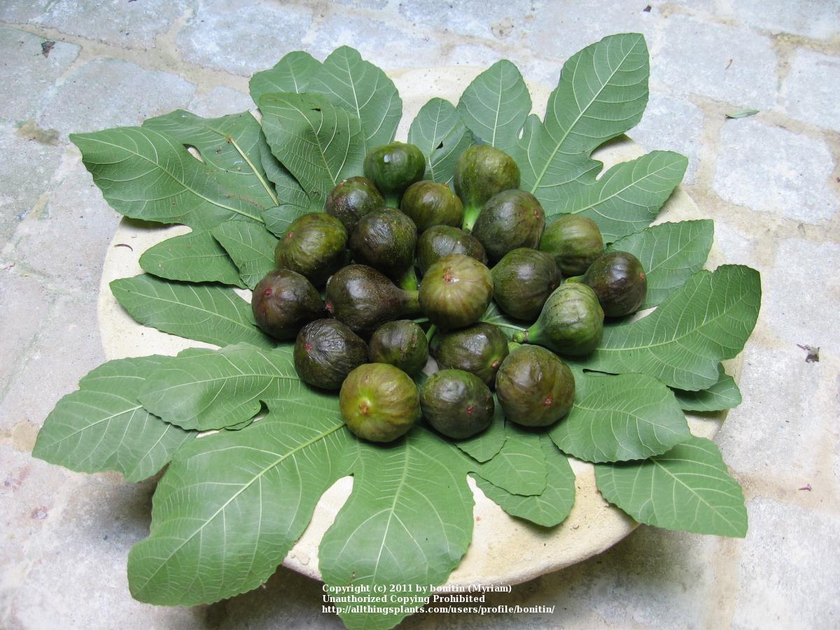 Photo of Figs (Ficus carica) uploaded by bonitin