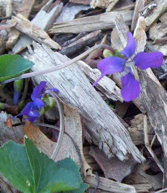 Photo of Sweet Violet (Viola odorata) uploaded by Sharon