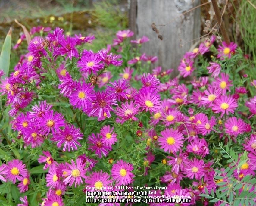 Photo of Asters (Aster) uploaded by valleylynn