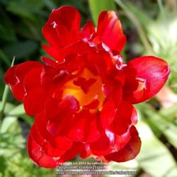 Location: Pacific Northwest zone 8
Date: May 17, 2011 
Peony flowering tulip